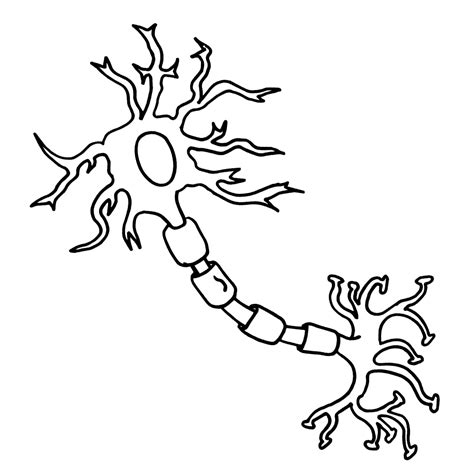 Free Neuron Cliparts, Download Free Neuron Cliparts png images, Free ClipArts on Clipart Library