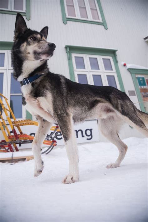 Alaskan Husky Sled Dogs Waiting for a Sled Pulling. Dog Sport in Winter. Dogs before the Long ...