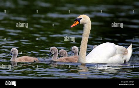 Swan and cygnets. STANDALONE Photo. A swan and its cygnets glide on the lake at Sefton Park in ...