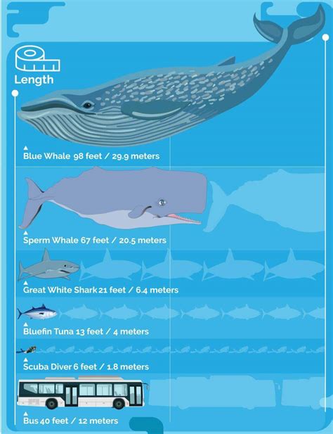 Blue Whale Size Comparison (Infographic) - Ocean Info