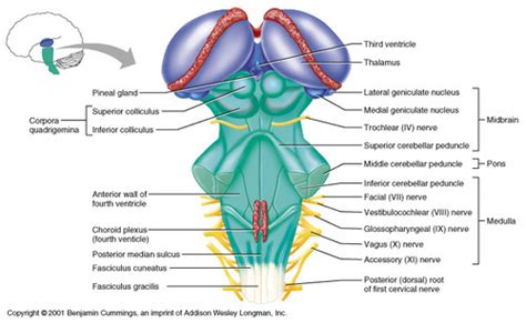 Superior colliculus: vertical conjugate gaze... | USMLE notebook