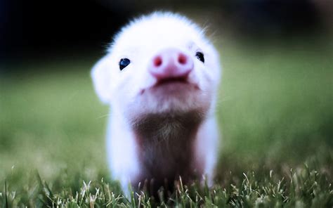 🔥 [50+] Baby Pigs Wallpapers | WallpaperSafari