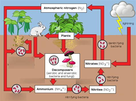 Nitrogen Cycle Diagram Diagram | Quizlet