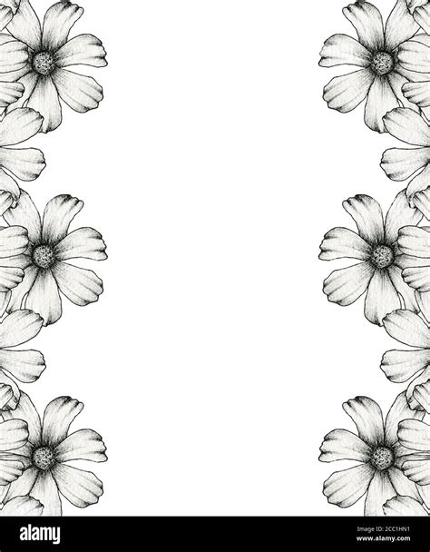 black and white floral frame design, hand drawn cosmos floral border illustration, realistic ...