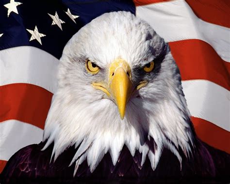 White and black American bald eagle, eagle, American flag HD wallpaper | Wallpaper Flare