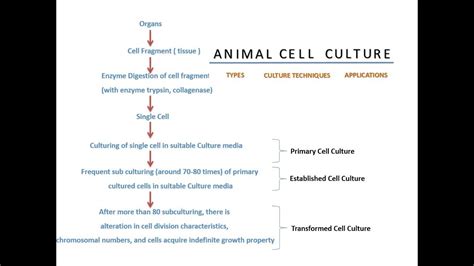 Animal Cell Culture