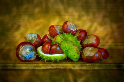 "Conker Season" by Dave Hare | Redbubble