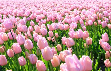 Wallpaper Pink, Holland, Tulips, Pink Tulips images for desktop, section цветы - download