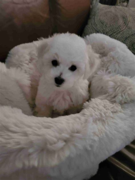 Bichon Frise Puppies For Sale