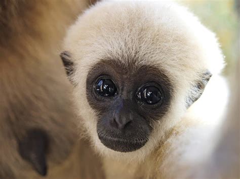 Gibbon - A-Z Animals