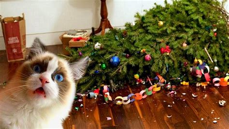 Funny Cats Love Christmas Trees Compilation NEW | FunnyCat.TV