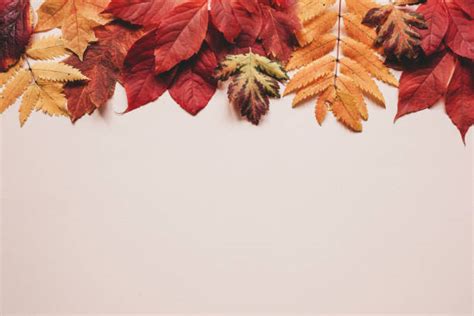 13,300+ Fall Leaves Pink Stock Photos, Pictures & Royalty-Free Images - iStock