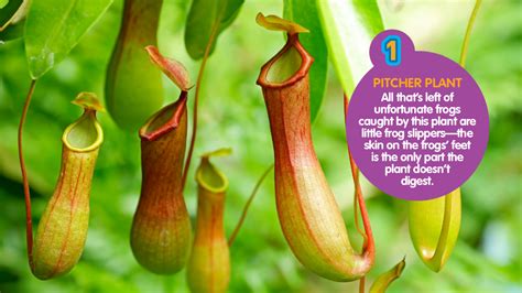 Pitcher Plant | Carnivorous plants Wikia | FANDOM powered by Wikia