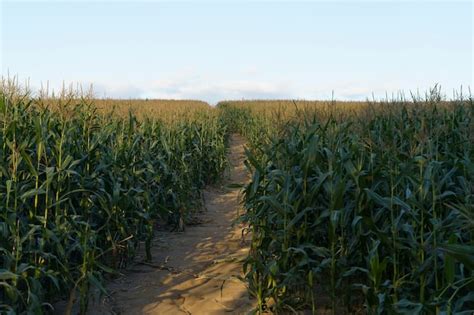 Premium Photo | Corn in the field agricultural farm field with corn harvest in summer and autumn ...