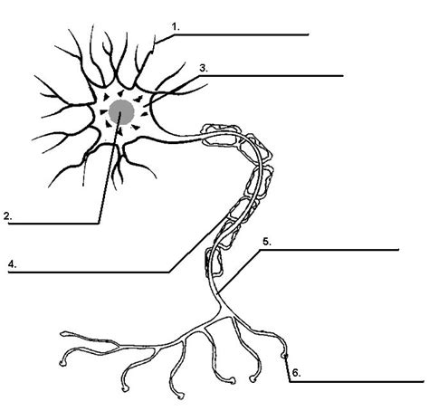 Neuron Nerve Cell Diagram Blank Sketch Coloring Page | Biology lessons, Cell diagram, Nerve cell