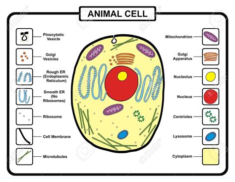 Cell Membrane Function In Animal Cell And Plant Cell