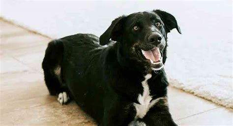 Black Lab Border Collie Mix - Predicting Borador Fur Color And Pattern