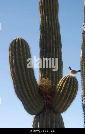 Bird nest in Saguaro Cactus Tucson Arizona Stock Photo - Alamy