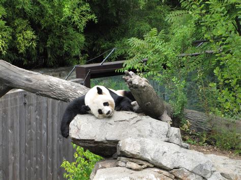 National Zoo 2010 - Giant Panda resting in Fujifilm Giant Panda Habitat - ZooChat