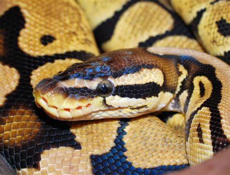 Free picture: zoology, reptile, wildlife, snake, venom, animal, viper, python head