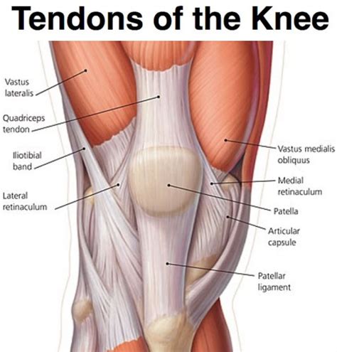 Tendons-of-the-knee