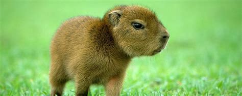 Cute Capybara Wallpapers - Top Free Cute Capybara Backgrounds - WallpaperAccess