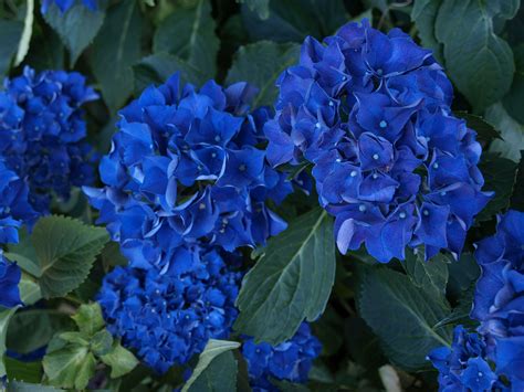 Blue Hydrangea Plant