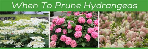 Hydrangea Pruning on Your Mind? - National Garden Bureau