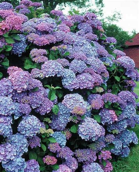 Hortensia - Hydrangea | Hydrangea garden, Mediterranean garden, Garden lovers