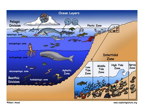 Diagram Layers Of The Ocean