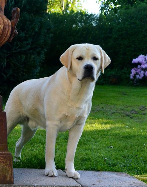 Loch Mor Ranger - Enzo ️ 13 1/2 month Big Dogs, I Love Dogs, Cute Dogs, Labrador Puppy Training ...