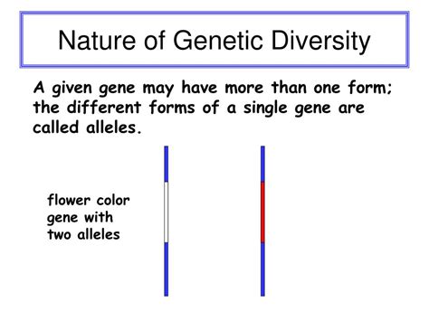 PPT - Genetic Diversity PowerPoint Presentation, free download - ID:611552