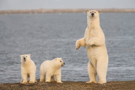 Size and Weight - Polar Bears