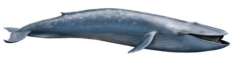 Whale PNG