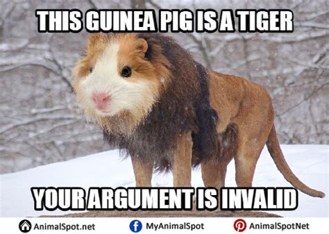 Guinea Pig Memes