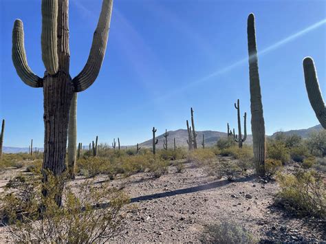 What Birds Nest In Saguaro Cactus?