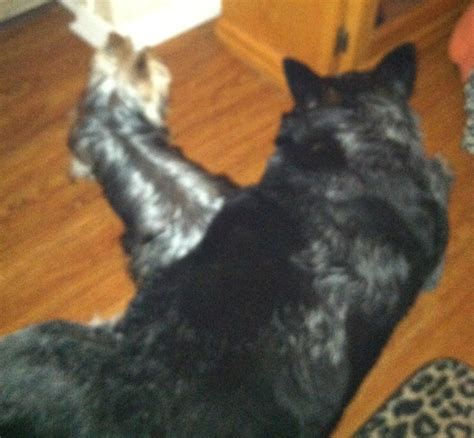 Arthur and our Blue Heeler Matty | Blue heeler, Yorkie, Heeler