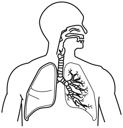 [DIAGRAM] Digestive System Diagram For Kids To Label - MYDIAGRAM.ONLINE