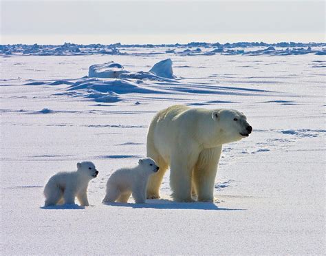 Amazing Video Captures Polar Bear's Point of View | Live Science