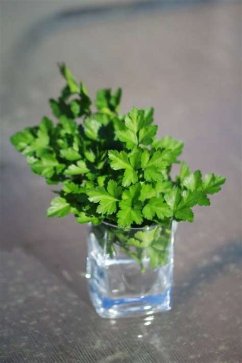 Italian Parsley – GMO Free Seeds