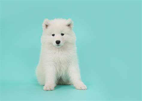 What Breed Are White Fluffy Dogs