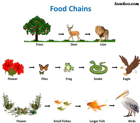 Food Chain Examples For Kids