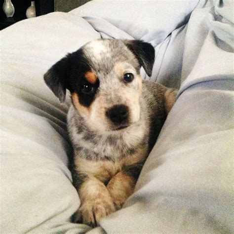 Puppy Stella. Blue Heeler/Lab mix | Dog activities, Dog people, Cute animal drawings