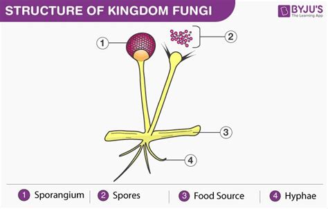 Fungi 🔬 - المسلسل من غيداء طلال بصفر🇸🇦 @ghayda_basfar - رتبها