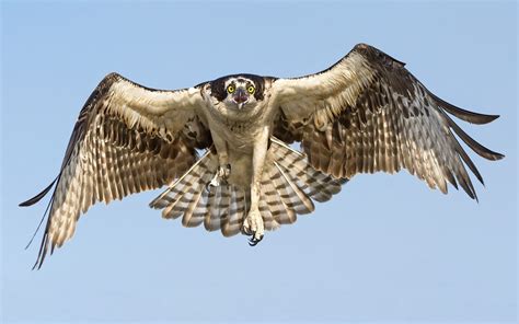 Free photo: Flying Hawk - Animal, Bird, Flying - Free Download - Jooinn