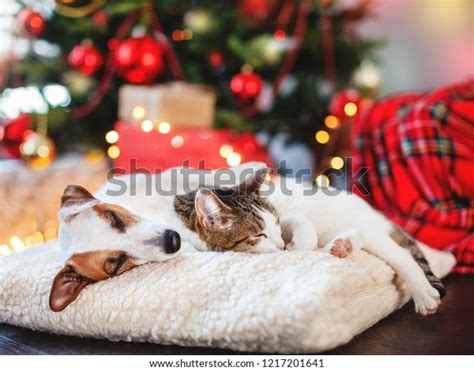 Cat Dog Sleeping Under Christmas Tree Stock Photo (Edit Now) 1217201641