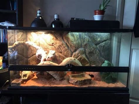 Bearded Dragon Cage Setup Guide - Reptile Care - All Pet Care