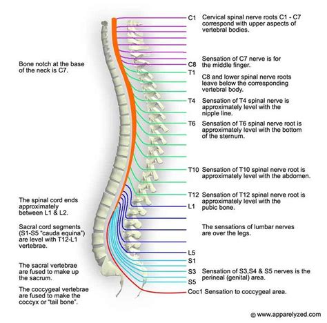 Pictures Of Cervical Spinal Nerve