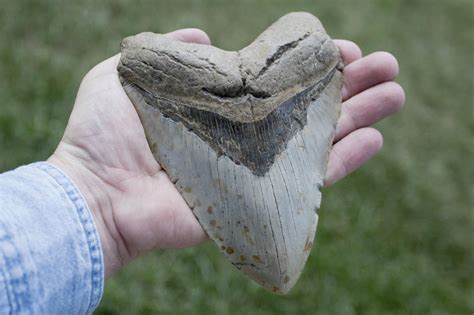 Megalodon Teeth Wash Ashore in NC | Shark Week | Discovery