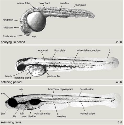 Zebrafish as a Developmental System